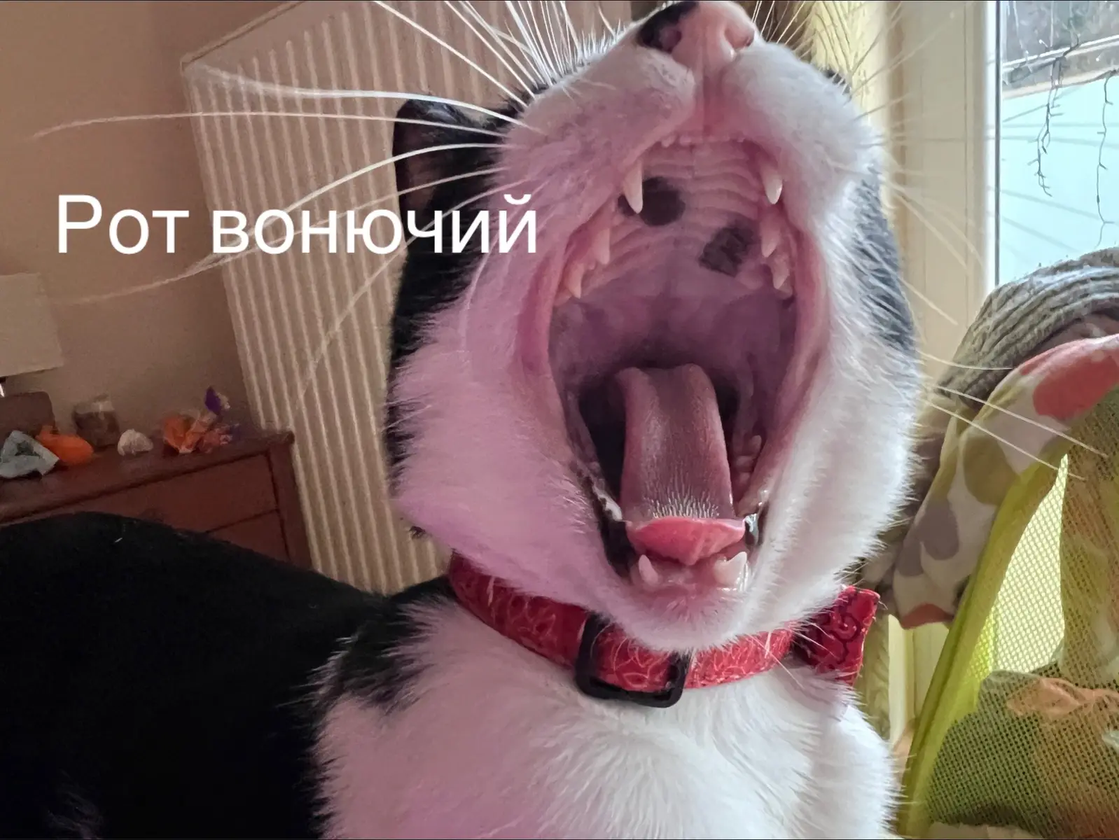 #catsoftiktok #catlovers 