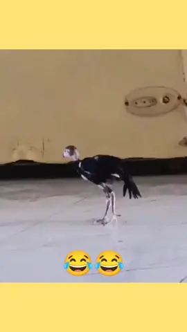 #تحب #تضحك #تابعني #تحشيش_عراقي_للضحك😂😂😂😂😂 #تحشيش_عراقي_للضحك_اكسبلورر 