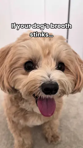 Dental care has never been so easy 🙌🏻 Use code OLLIE20 for 20% off your first order on pupgum.com 🦷🐶 #spotandtangopartner @PupGum by Spot & Tango 