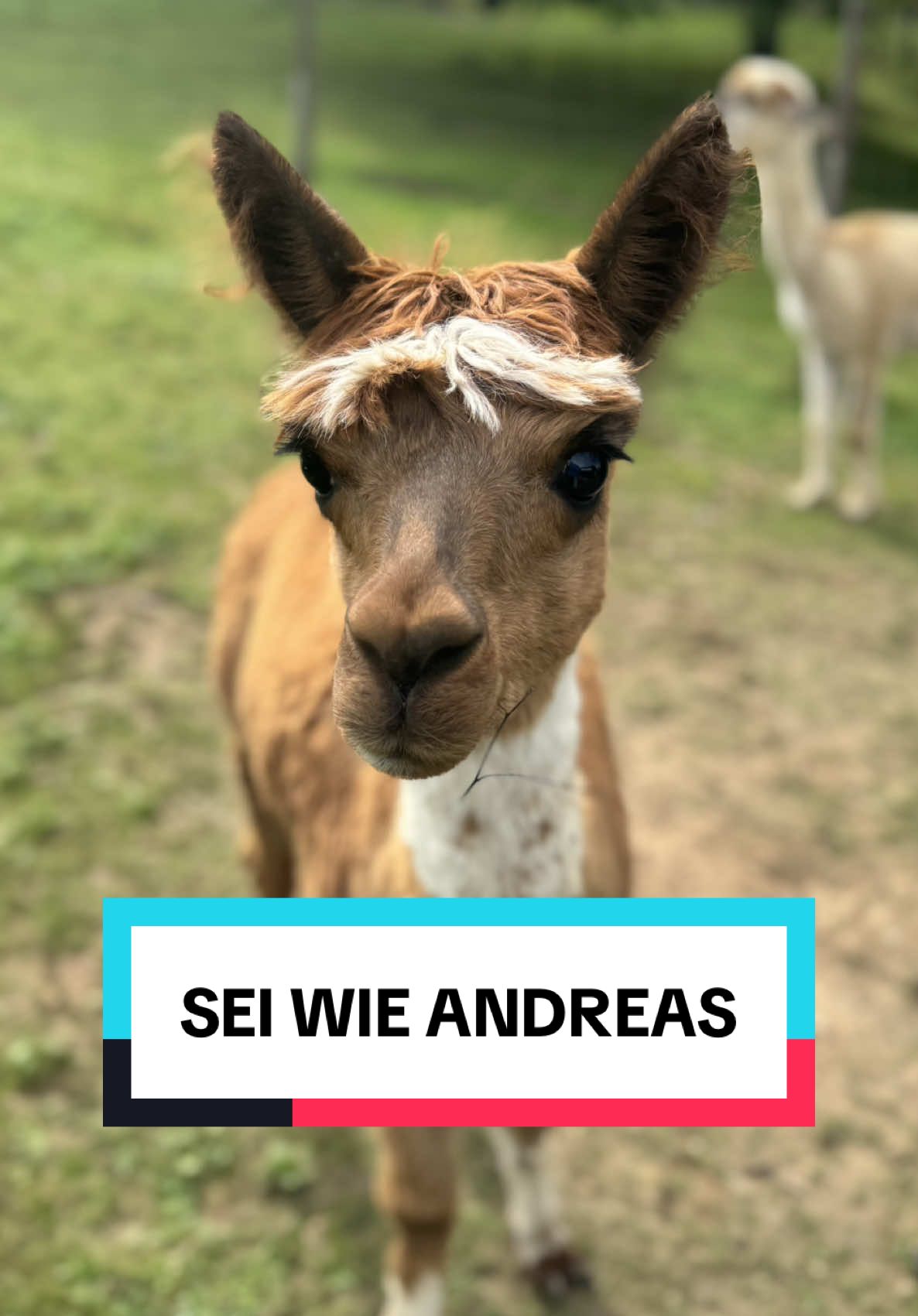 Andreas, ist das wirklich so? #alpaka #andreas #fyp #tierliebe #lustigevideos 