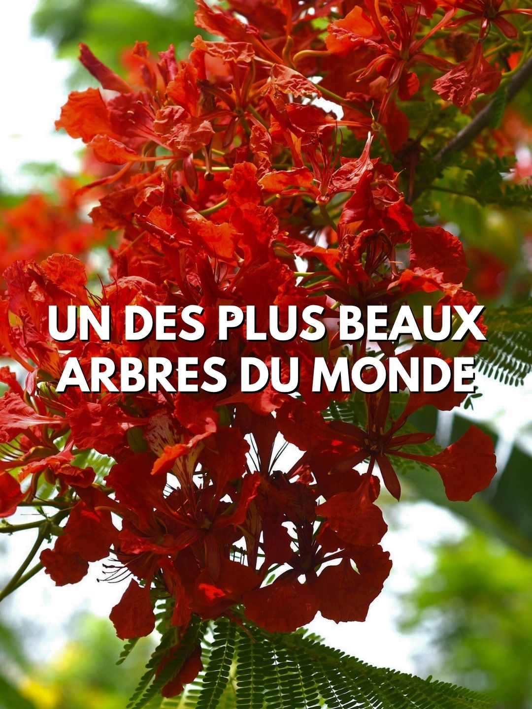 🔥 Delonix regia, le flamboyant ! Un arbre tropical spectaculaire, originaire de Madagascar. En été, il s’embrase de fleurs rouges éclatantes qui transforment le paysage en véritable brasier. 🌺✨ Dispo en graines ou en plant sur la boutique de Monde Végétal