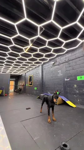 Daily working rotations at Dundobi  kennel 