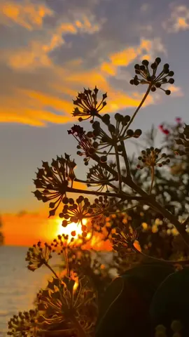SÖZ BIRAK…📌🥀☀️🕊️ #ahmett6321 #viranşehir #istanbul #günbatımı #keşfet 