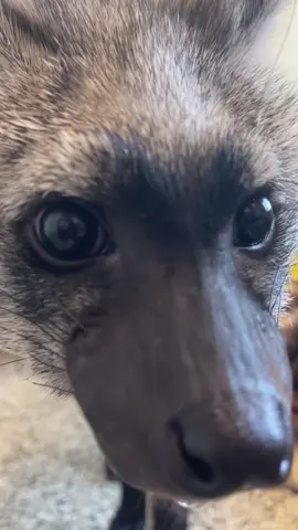 The aardwolf pups are here to welcome you to Booptober!