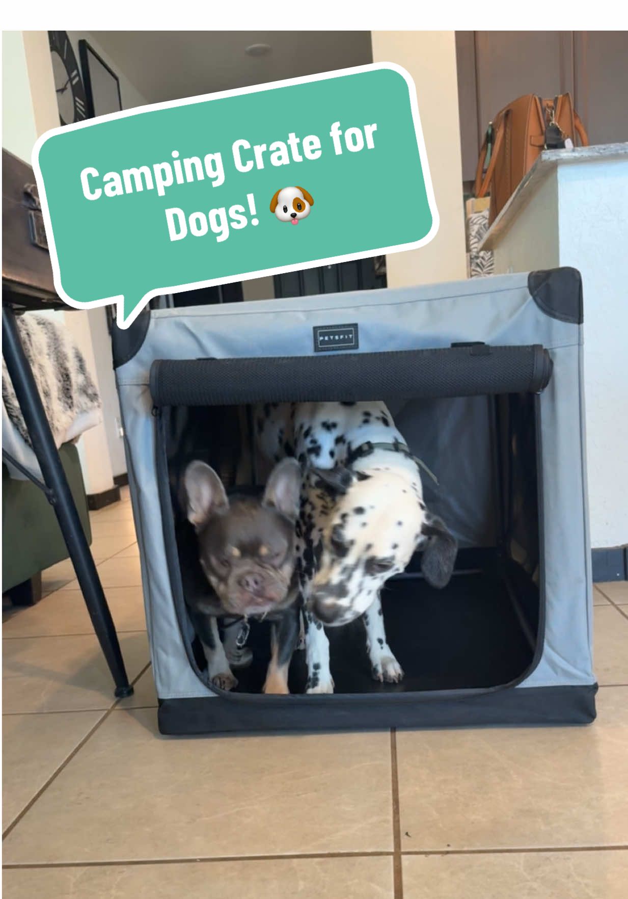 All this camping content yet we haven’t even planned the trip lol I’m still collecting stuff give me a break! #Camping #CampingWithDogs #Campsite #CampingGear 