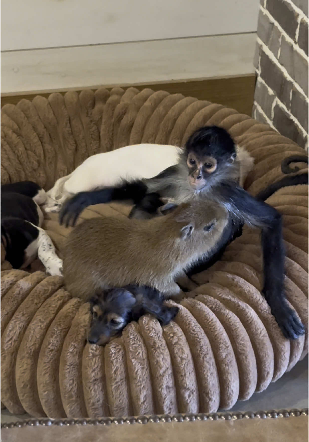 Cricket being so sweet to Happy the capybara and the 3 weiners❤️