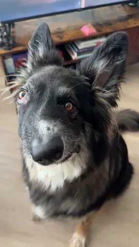 I dont know why, but I love the way Brodie eats cheese strings. His technique is adorable lol 10-10