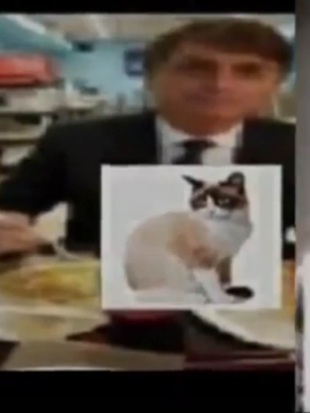 felino doméstica 🐱 #shitpostbrasil  #memes  #memesbr  #memestiktok 