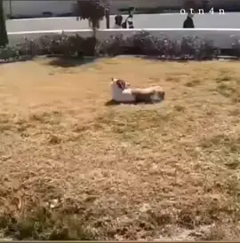 #محظور_من_المشهدات_ولاكسبلور،🙏💙 #إكسبلور #مصطفى_المومري #الشعب_الصيني_ماله_حل😂😂 