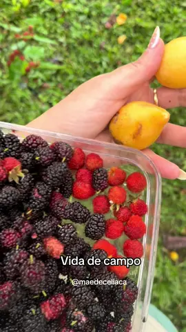 Frutas organicas do sitio#sitio#vidadecampo#maedeceliaca 