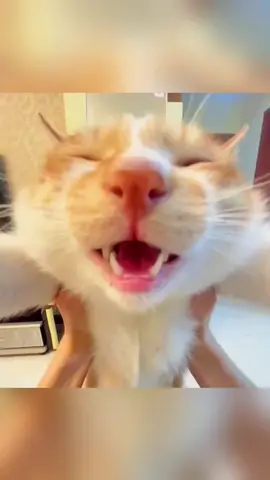 #cat #catmeme #meme 
