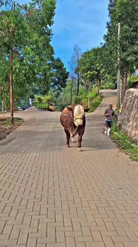 bintang otw jember #sapikontes #sapisuper #sapijumbo #sapiqurban #kontessapi 