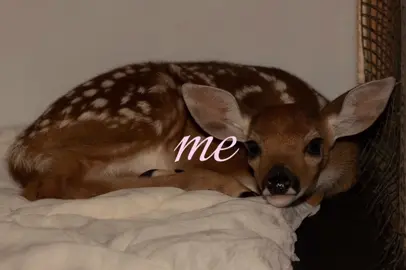 face reveal guys this is me  #fawn #lanadelrey #lavieenrose #girlblogging #tumblr 