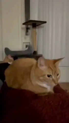 #cat #meme