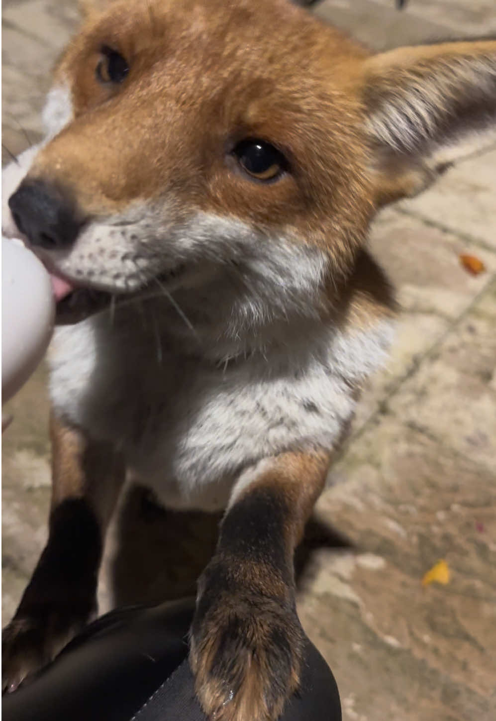 🦊🥚🩷 #animalsoftiktok #funnyanimals #fox #follow #FYP 