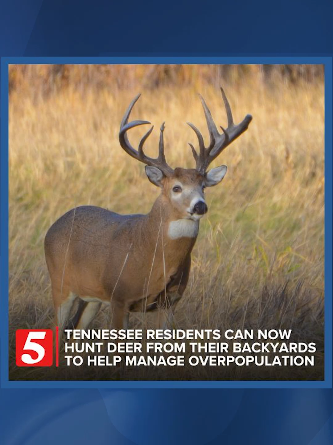 Hendersonville residents can hunt deer right from their backyards through an innovative city-TWRA program to manage deer overpopulation.