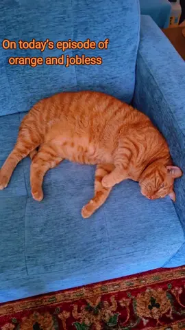 Orange and jobless 🍊 #jobless #cat #orangecatbehavior #orangecat #funnycat #fyp 