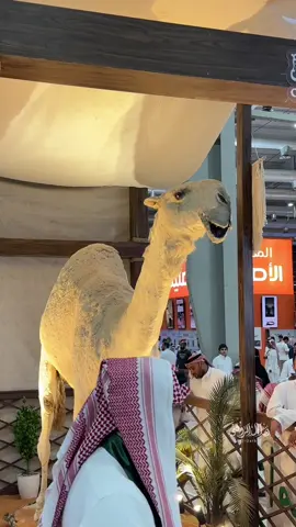 [سنابي  i2atbi ]خزامة بن قريع😔💔 #اكسبلور #fyp #viral #معرض_الصقور_والصيد_السعودي_الدولي #نادي_الإبل 