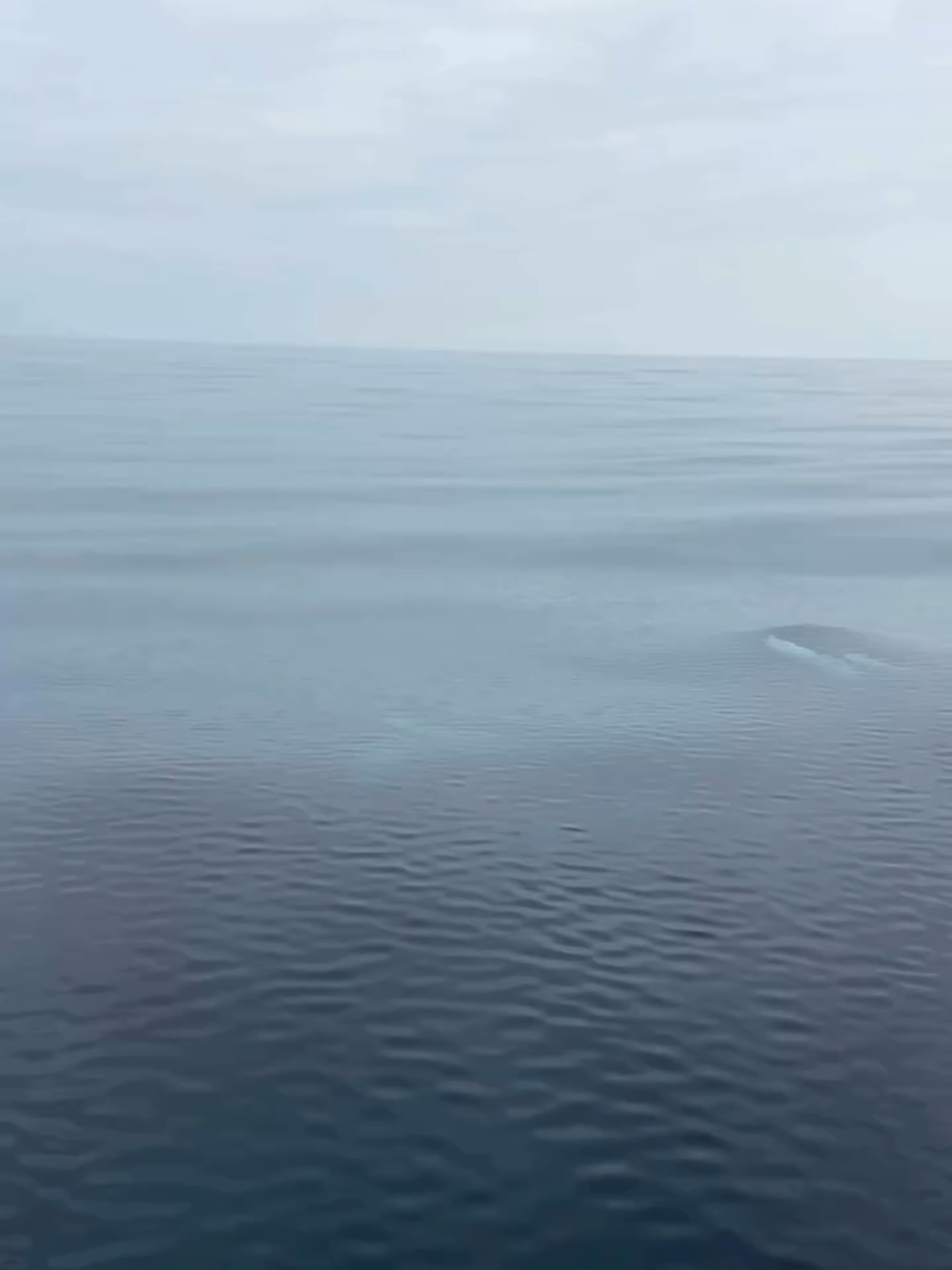 Nothing fancy… just a couple of clips from yesterday’s orca encounters that brought me peace.  We spent 13 hours covering 315 miles of ocean, visiting each of California’s eight Channel Islands within a single day; along the way, we found two pods of killer whales. The first clip is a mother-son pair, CA113 and CA113A and the second clip features CA137 “Hercules”, CA40 “Xena”, CA23A2 “Erratica”, and the CA39Cs. Thank you to @orcawatcher2 for the IDs! 🫶 #killerwhales #orcas #whales #whalewatching #wildlifephotography #naturephotography #oceans #visitcalifornia #channelislands #discoverearth #earthcapture #underwaterphotography #underwater #orca #killerwhales #viral #oceanlife #fyp #tiktok #ocean