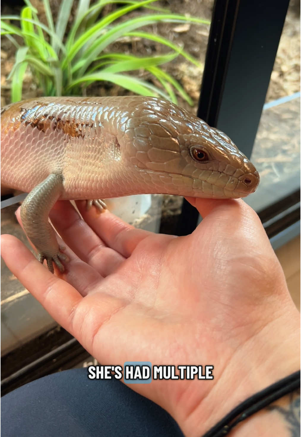 Super grateful for @zenhabitats for making awesome reptile enclosures that help reptiles like Haku thrive, and for making her move to the reptile room easier! #skink #reptile #pets #animals #reptiles 