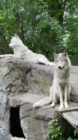 #wolf #wolves #wolfpac #ذئب #ذئاب 