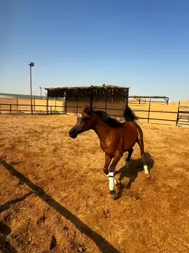 #fyp #fypシ゚ #قطر #فلسطين #السعودية 