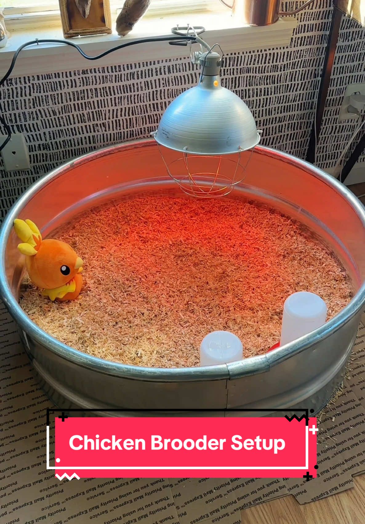 Replying to @ndzn We’re getting close to baby chicks, I can feel it! 🐣✨ #farmlife #chickens #homestead 