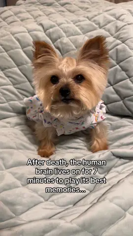 Her 7 minutes will probably be the lizard she chased yesterday ☺️ #ahri #yorkie #fyp #fypシ #foryou 