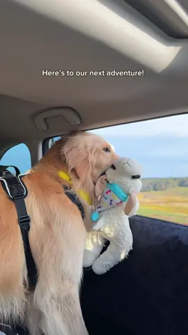 For safety on every adventure, try the new Halo Collar 5! 🐶🐾 #dogsoftiktok #halocollar #gpstracking #dogs #goldenretriever @Linds + Odin 