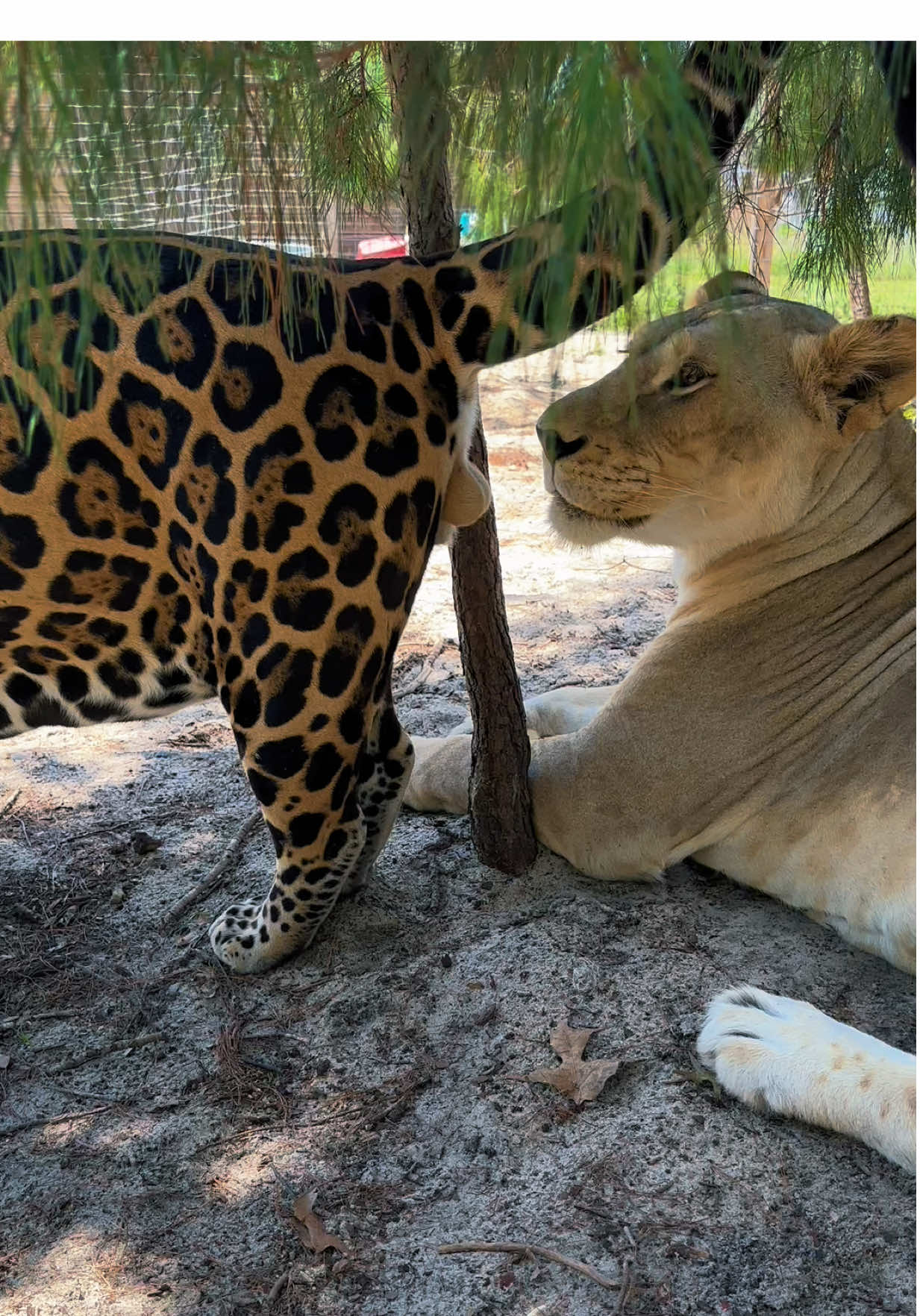 Silly Tank 😂 Poor Binta 