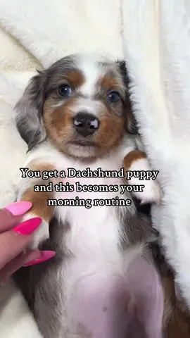 Can you just imagine? There are no bad days #puppy #dachshund #dappledachshund #Love #morningroutine 