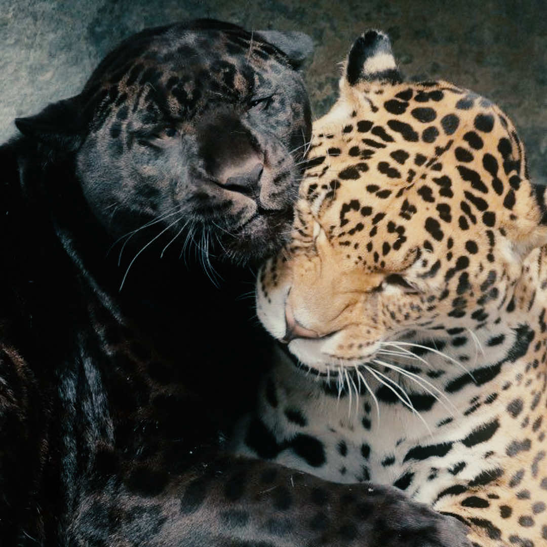 I love big silly cats [cc: @linn ] #blackpanther #leopard #animals #wildlife #fyp 