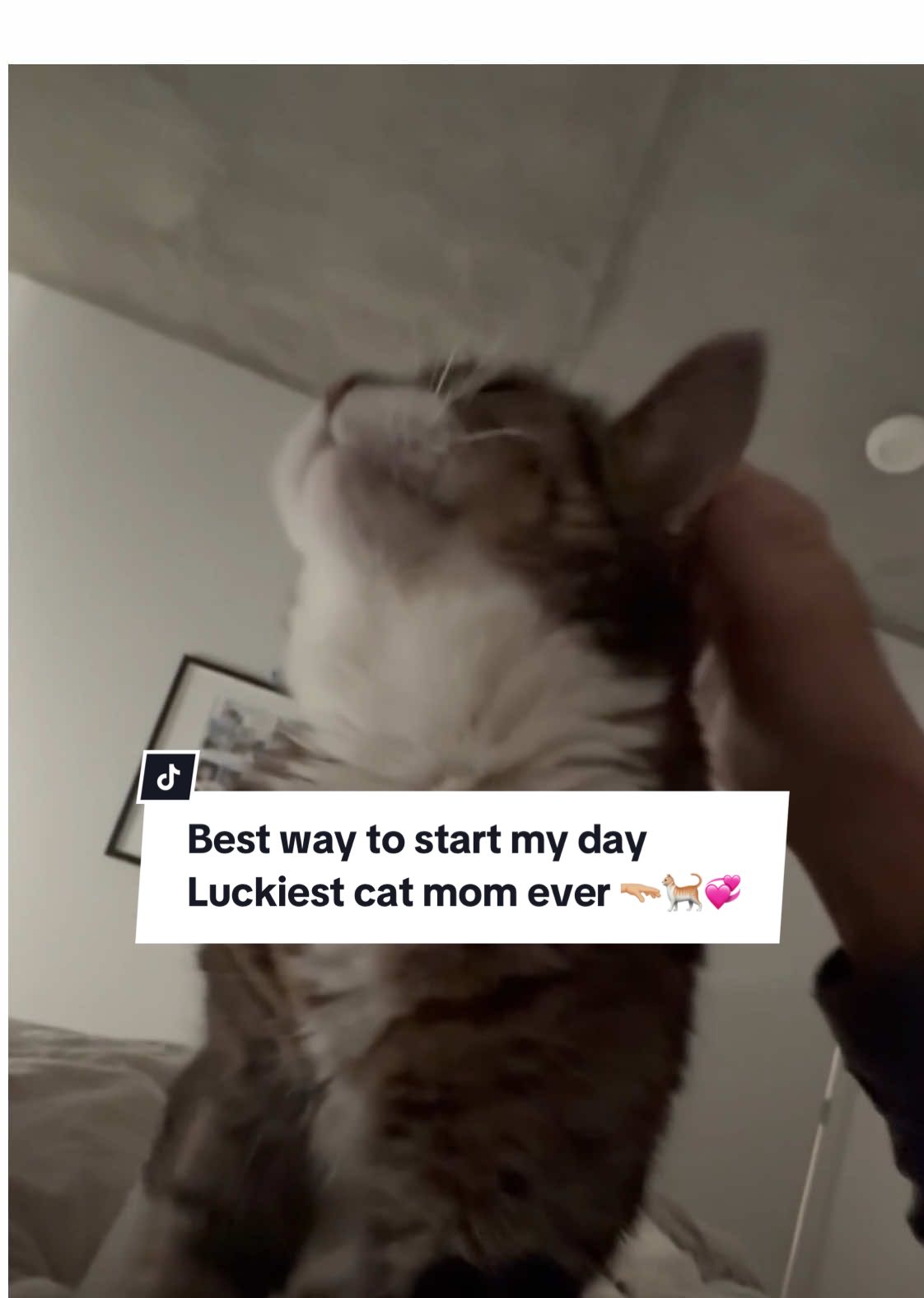 Can’t think of a better way to start my day 🫳🏼🐈🤍🤍🤍  Sharing precious morning moments with my senior polydactyl cat named Poupee 🐾😻 #catmom #catlove #catmorning #unconditionallove #startyourdayright 