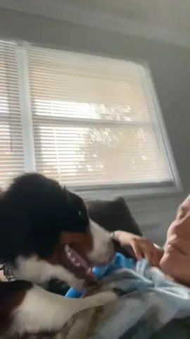 The struggle is so real #fyp #bernesemountaindog #ifyouknowyouknow #puppytiktok 