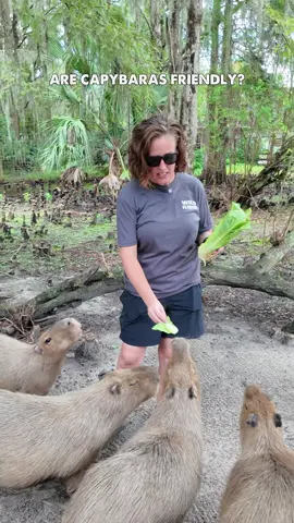 Watch this video until the end to learn some facts about “Coconut Dogs” 💚 #Capybara #CapybaraTiktok #Animals 