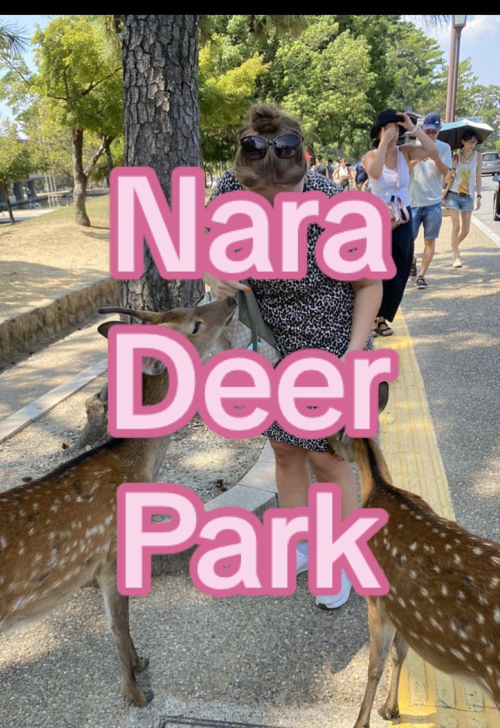 They were so cute 🥹 #fyp #japan #japantravel #naradeerpark #fypシ 