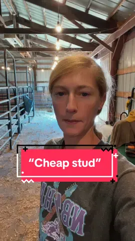 Cheap doesn’t always mean backyard breeders, but defending backyard breeders because they’re cheap is crazy #horse #horsesoftiktok #fyp #misfitbarrelracer #barrelracing 