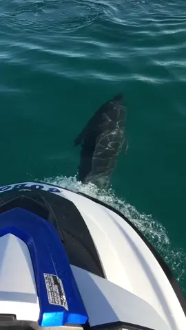 دلافين العين السخنه طبيعتهم خياله 🐬 💓 #البحر #fyp #السخنه #اكسبلوررر #اكسبلور 