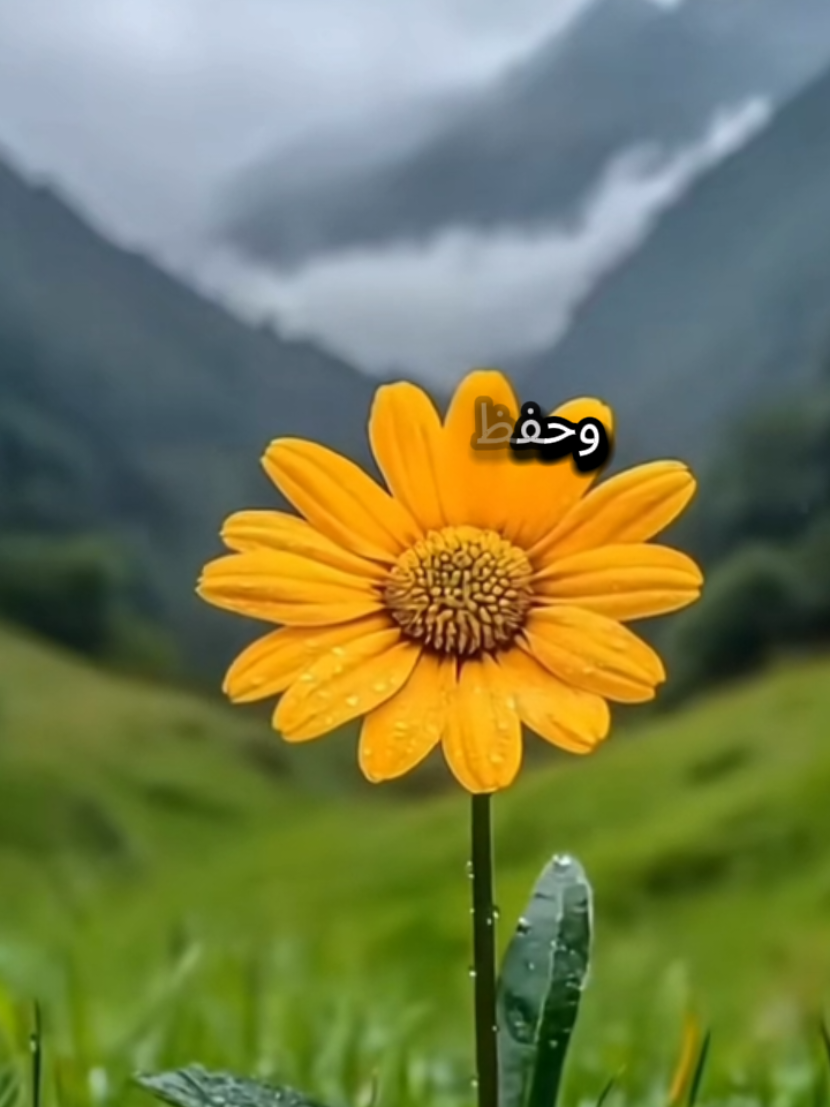 دعاء #دعاء #اكسبلور #aleisaei_1 #اكسبلور #اللهم_صلي_على_نبينا_محمد 