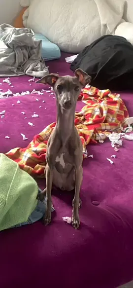 Винни нагрешила #левретка #озвучка #meme #жиза #рек #мемы 