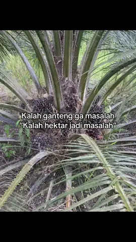 Absen petani muda #petani #sawit #sawitontiktok #petanimuda 