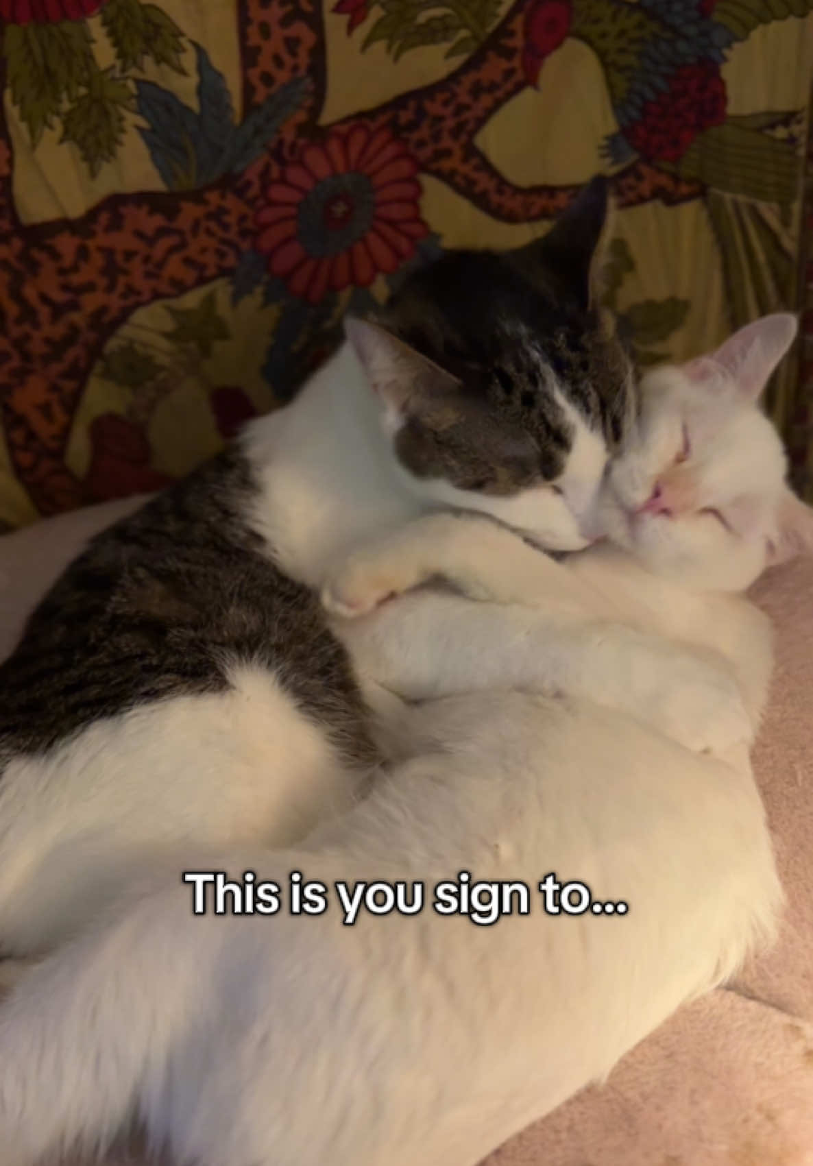 Fall is cat cuddling season!😻Cashmere and Yoshi (two of our rescued WujiKitties) are snuggling and hugging on the cat tree, reminding us all to hug our fur babies today! Cats bring so much love, comfort, and joy—whether they’re rescue cats, adopted cats, or lifelong companions. Hug your cat, cuddle your kitten, and enjoy the purrs. Life is better with cats! 🐱✨