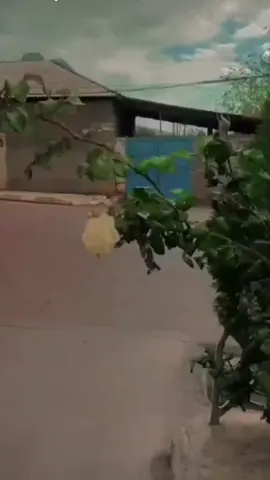sabahdan tek ünvan yeni ağız dadı ilə sizlerle herkes buyurub gele bilər unvan Bənəniyar kəndi  #kesfet #trending 