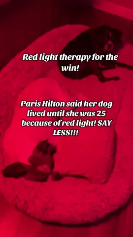 I’m trying to have my fur babies live forever!! #redlighttherapy #redlighttherapybenefits #redlighttherapyfordogs #redlighttherapyathome 