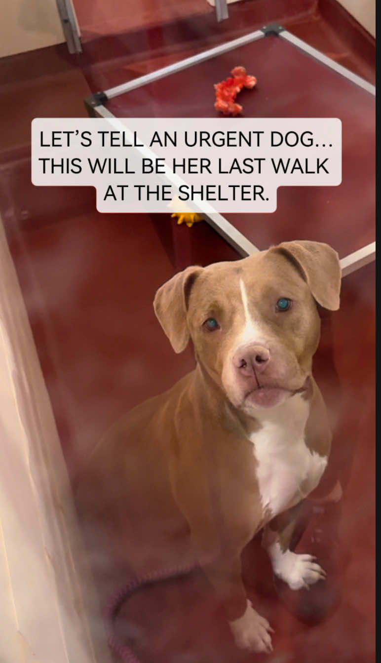 LILITH WAS THE SWEETEST DOG, YET NO ONE WOULD GIVE HER A CHANCE. UNTIL ONE PERSON NAMED GINA ALL THE WAY IN MARYLAND, SAW HER VIDEO AND KNEW THEY WERE MEANT TO BE TOGETHER!!! @Sheltersandshelvesrescue STEPPED IN TO HELP AND THANKS TO EVERYONE LILITH IS SAFE!!!  IT TAKES A VILLAGE!!!  #adopt #dog #rescue #fyp #pitbull 