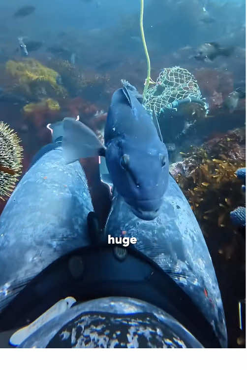 Why do fish help divers hunt sea urchins ? #amazingocean #fyp 