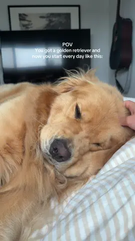 The crimpies!!!!! The squishy stretch!!!!! #goldenretriever #dogsoftiktok #cutedogs
