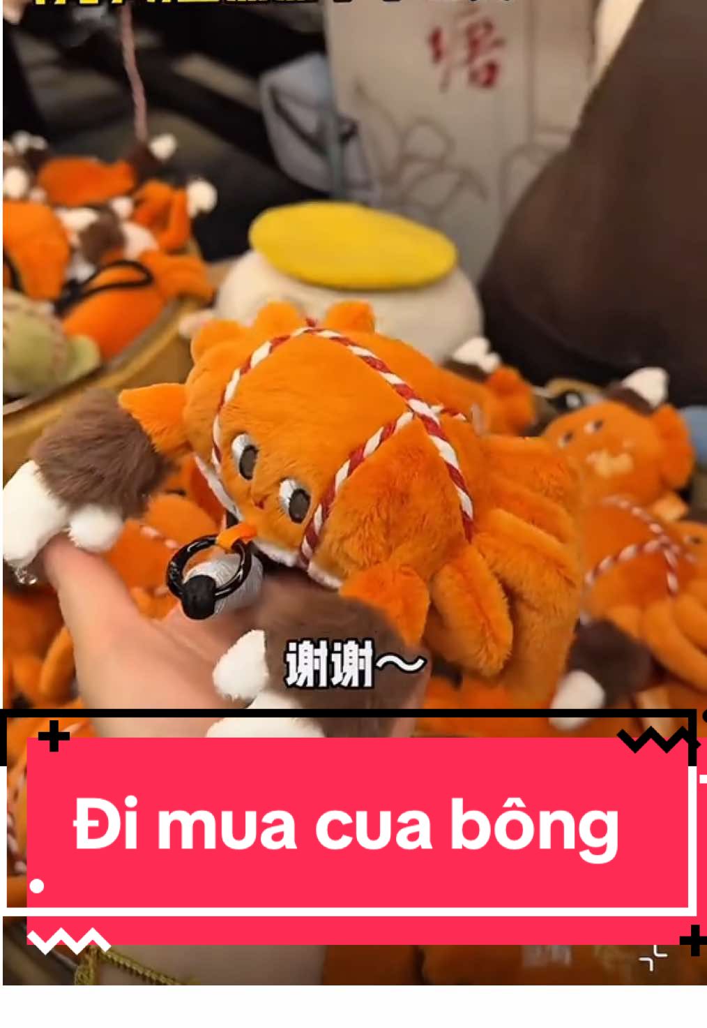 Mua cua bông Thượng Hải