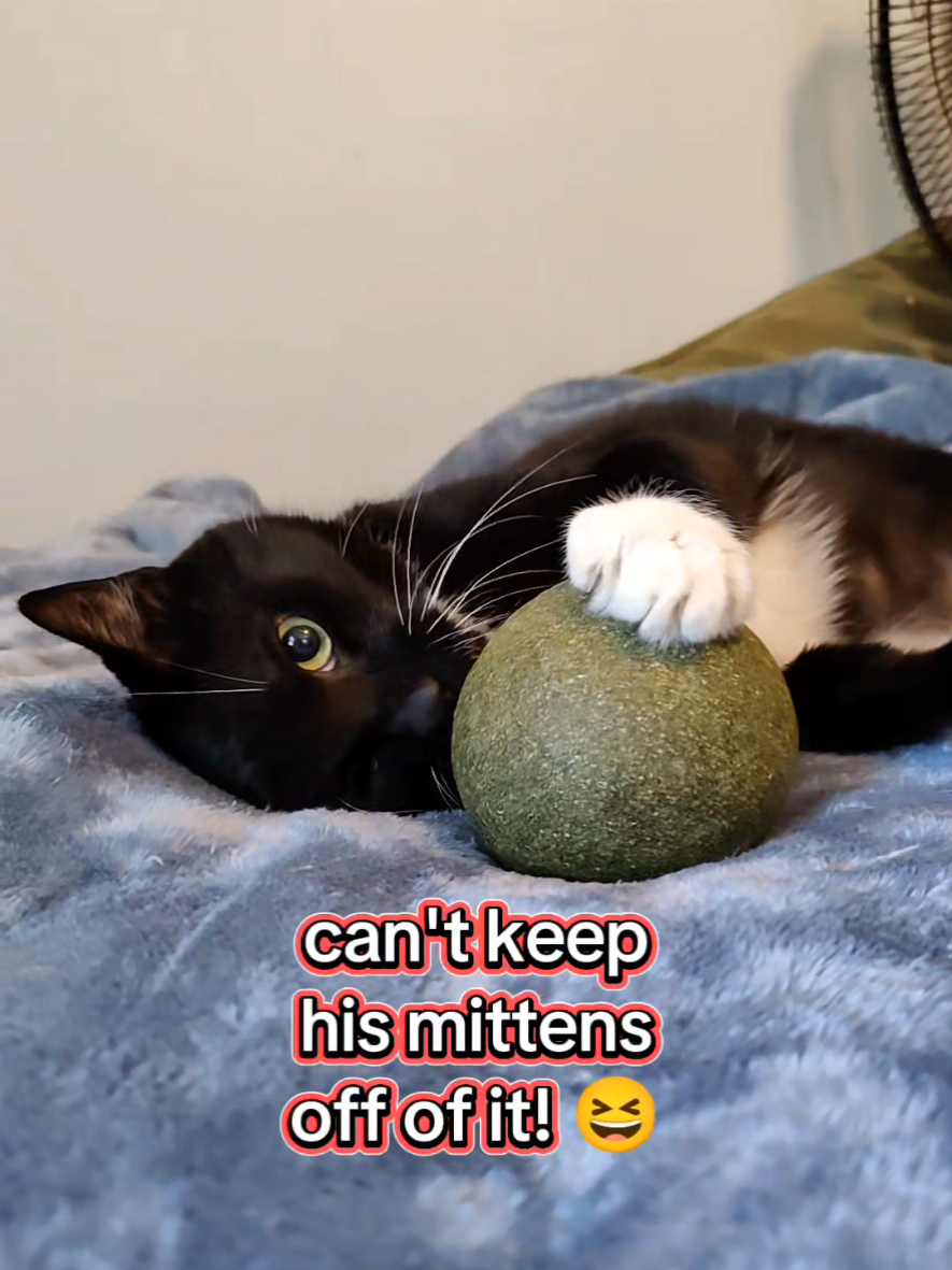 A must have for your fur besties! #trending #tiktokshopfinds #cats #catsoftiktok #cattoys 