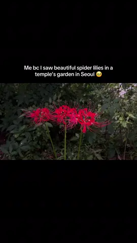 Did u know that you can see spider lilies in South Korea ?  #seoul #flowers #spiderlily 